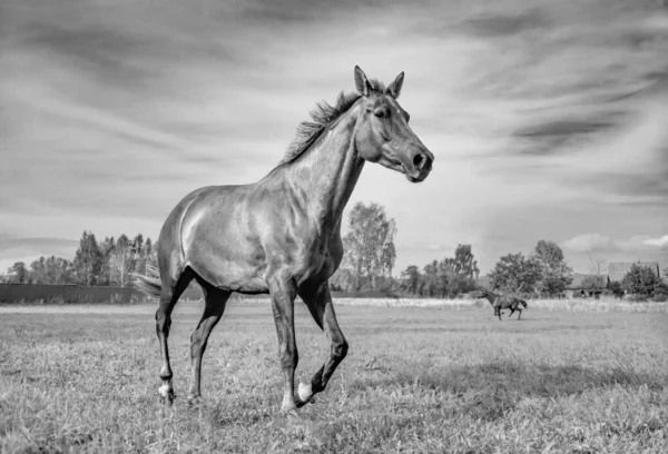農家の庭の秋の草の上に2頭の美しい馬 — ストック写真