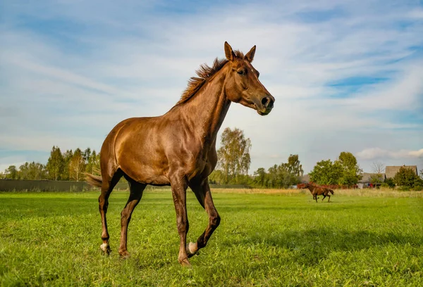 Två Vackra Hästar Höstgräset Gård — Stockfoto