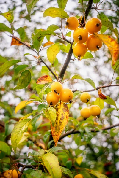 Jablka Rajského Stromu Zralým Ovocem Podzim Zavřít — Stock fotografie