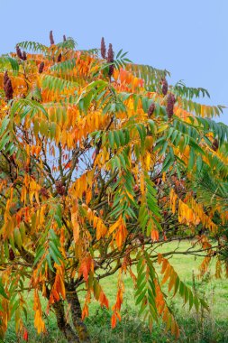 Sonbaharda renkli staghorn sumac veya kadife sumac (Rhus typhina)