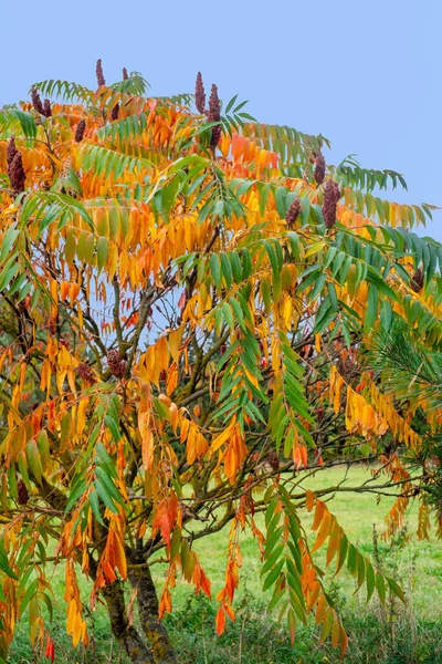 Sumac Colorido Staghorn Sumac Veludo Rhus Typhina Outono — Fotografia de Stock