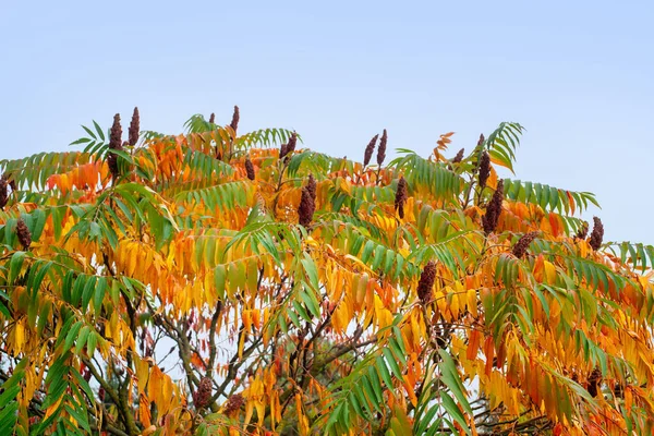 Sumac Colorido Staghorn Sumac Veludo Rhus Typhina Outono — Fotografia de Stock