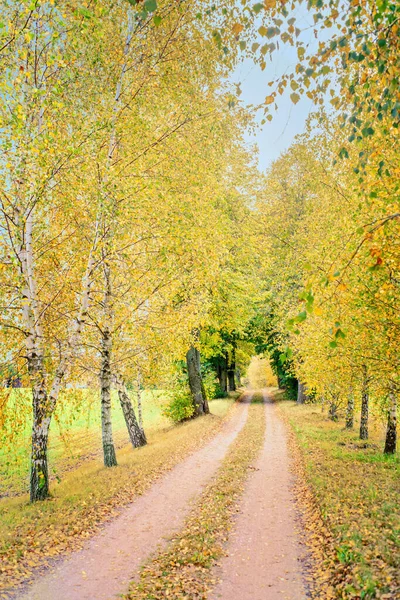 Vue Automne Avec Des Bouleaux Route Avec Des Feuilles — Photo