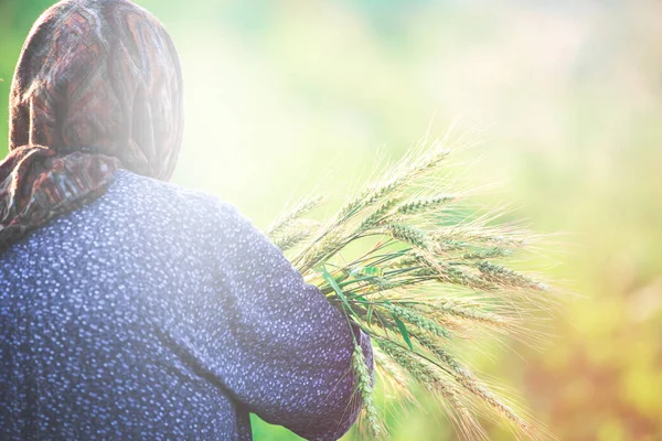 Grandma is holding grain ears in her hands. View from the back. Walking in the bread field