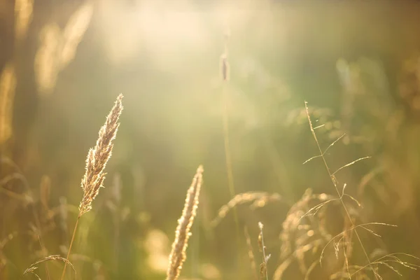 Dry field grass in the sunlight is the concept of sunset.