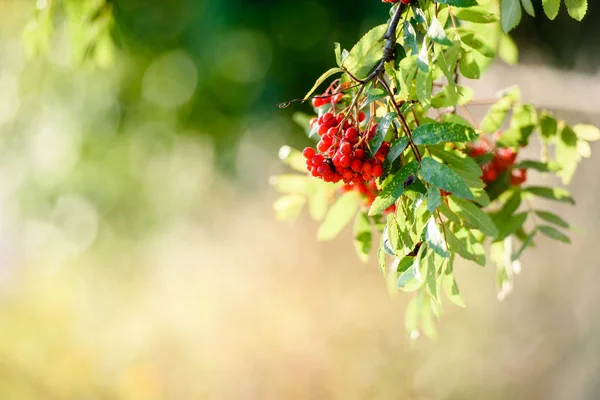 Red autumn berries, blurred. A branch of red berries in the garden. Autumn natural background, Sunny.