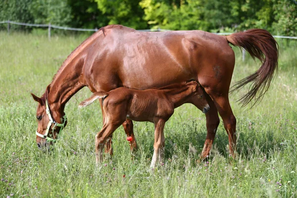 Young Mare Her Beautiful Newborn Foal Graze Together Summer Meadow — Stock Photo, Image