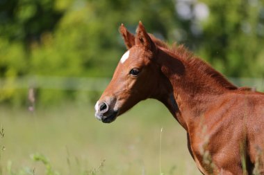 Yan görünümü kafa vurdu yaz mera üzerinde yeni doğmuş bir yavru