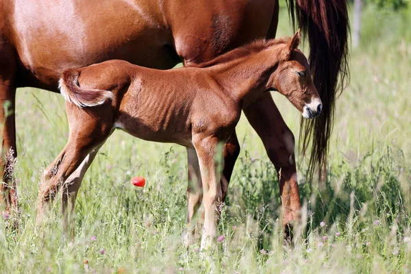 Hermoso Potro Pie Detrás Madre Pasto Verano — Foto de Stock