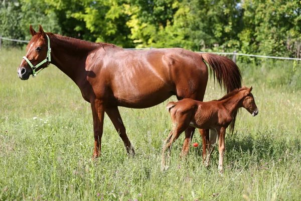 Mãe Cavalo Pastam Com Seu Pequeno Cavalo Bebê Recém Nascido — Fotografia de Stock