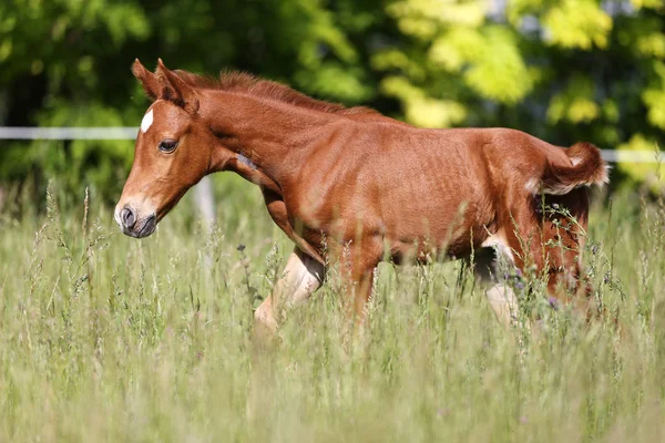 Few Weeks Old Filly Running Summer Pasture — Stock Photo, Image