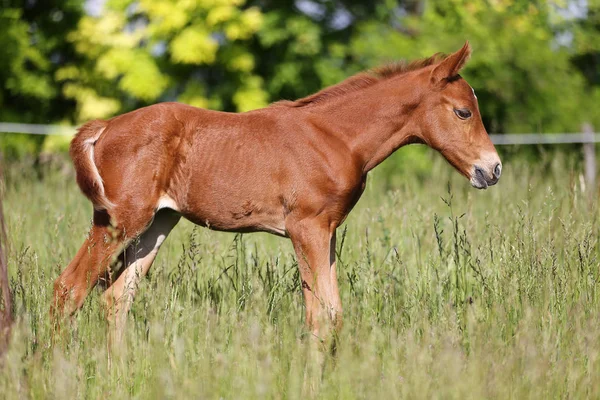 Foto Vista Lateral Pequeno Cavalo Potro Bonito — Fotografia de Stock