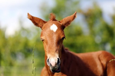 Yaz güneşlenme altında gözleri sevimli at yakın Yaylası