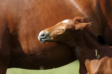 Tatlı Tay emzirme kırsal hayvan çiftliği