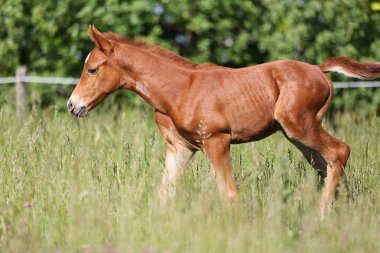 Oldukça sevimli küçük yavru çayır üzerinde yürüme