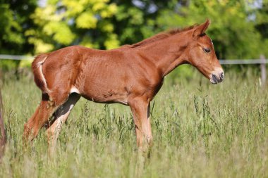 Yeni doğmuş bir yavru yan görünüm fotoğrafı