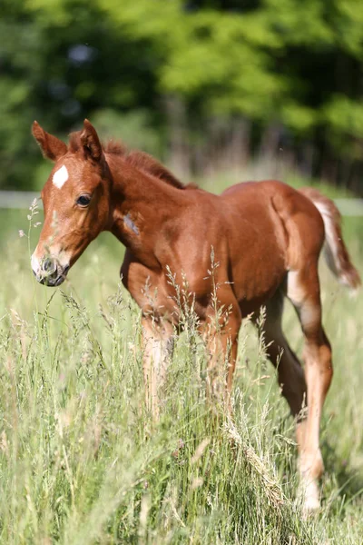 Captura Vertical Cavalo Bebé Beleza — Fotografia de Stock