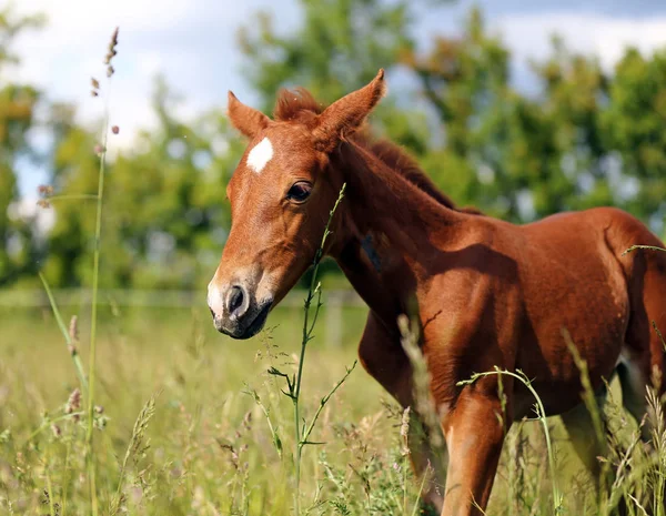 Meraklı bebek at corral yürüyüş