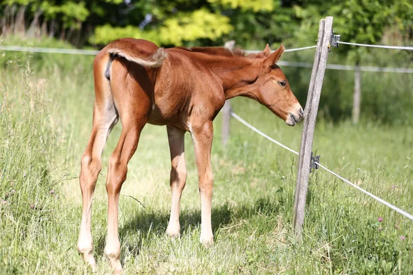 Πολύ Όμορφο Άλογο Υγιή Νεαρό Βόσκουν Βοσκοτόπους — Φωτογραφία Αρχείου