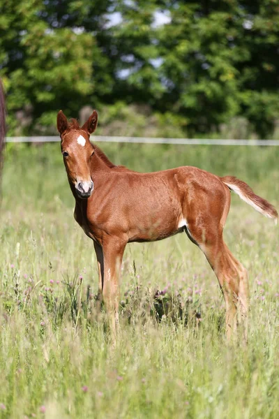 Nyfödd Häst Står Ensam Sommar Corral — Stockfoto