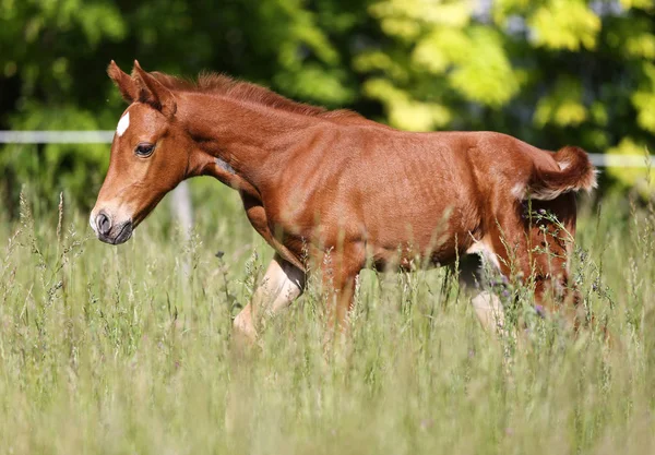 Thoroughbred Chestnut Horse Foal Runs Summer Pasture — Stock Photo, Image