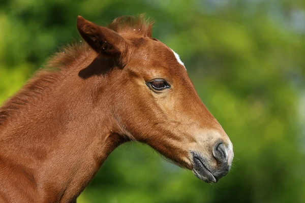 Retrato Cerca Hermoso Caballo Bebé Castaño —  Fotos de Stock