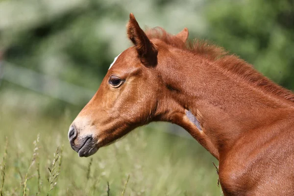 緑の自然背景に新生児馬の美しいヘッド — ストック写真