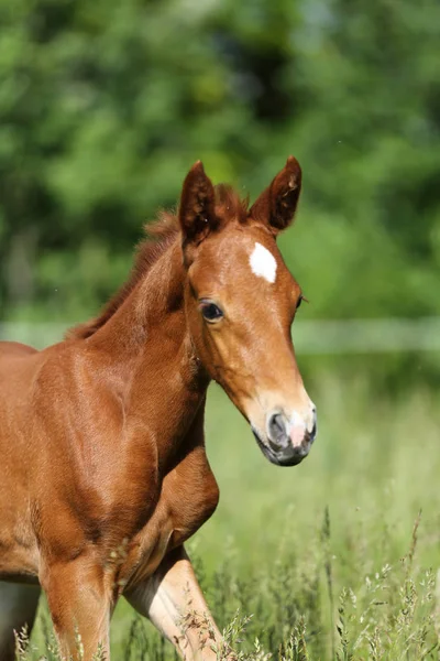 Joven Bebé Caballo Galopando Corral Verano —  Fotos de Stock