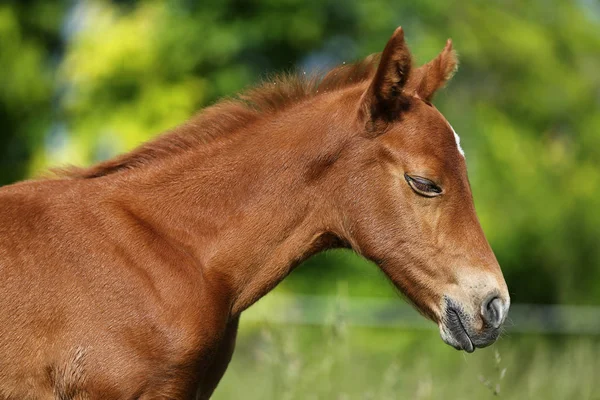 Muy Hermosa Foto Caballito Recién Nacido —  Fotos de Stock