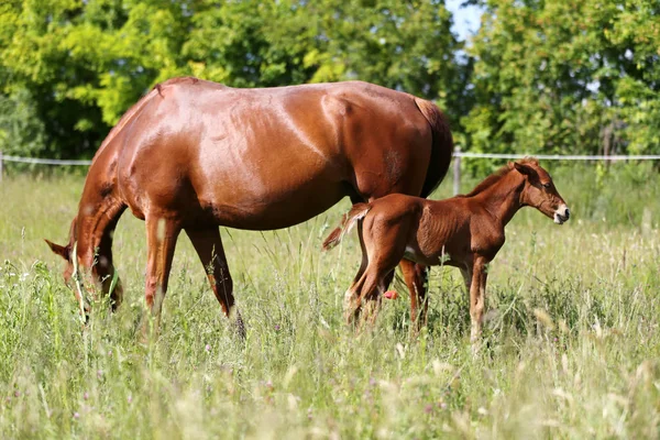 Closeup Photo Young Beautiful Mare Her Newborn Filly Summer Pasture — Stock Photo, Image