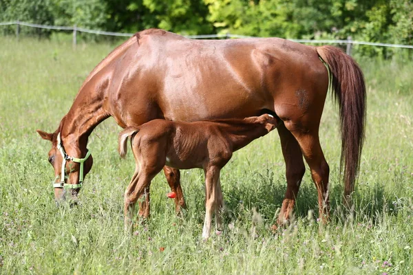 Chestnut Colored Horses Mother Her Foal Breastfeeding Pasture Sumer Time — Stock Photo, Image