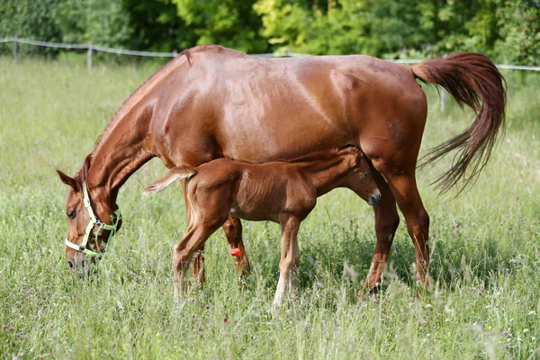 Chestnut Colored Horses Mother Her Foal Breastfeeding Pasture Sumer Time — Stock Photo, Image