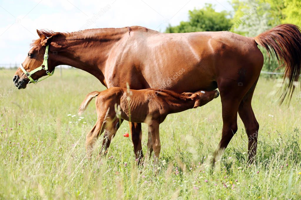 Beautiful young warmblood mare breastfeeding her newborn foal on summer pasture at rural animal farm