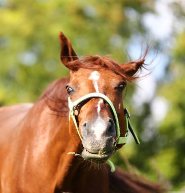 Genç safkan mary sıyrık yaz corral kırsal manzara üzerinde