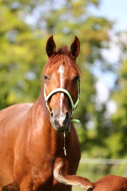 Genç safkan mary sıyrık yaz corral kırsal manzara üzerinde