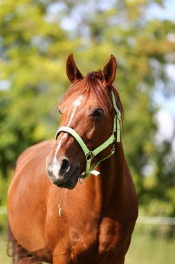 Genç safkan mary sıyrık yaz corral kırsal manzara üzerinde