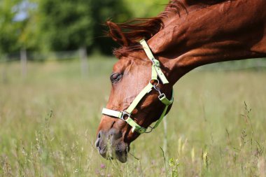 Aşırı baş shot bir güzel genç kestane renkli Mare doğal zemin üzerine otlatma mera yaz zaman kapat