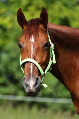 Aşırı baş shot bir güzel genç kestane renkli Mare doğal zemin üzerine otlatma mera yaz zaman kapat