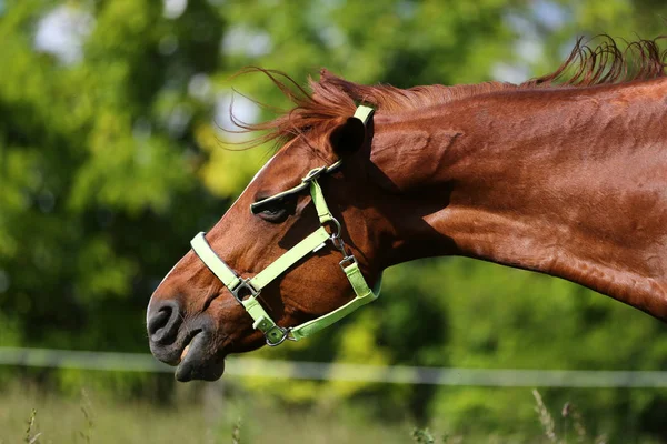 Extreme Head Shot Close Beautiful Young Chestnut Colored Mare Natural — Stock Photo, Image