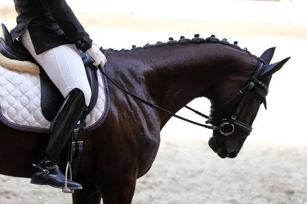 Retrato Close Dressage Cavalo Esporte Com Cavaleiro Desconhecido Retrato Cavalo — Fotografia de Stock