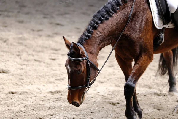 Terbiye spor at bilinmeyen binici ile yakın çekim portre. Spor at portre terbiye rekabet altında eyer sırasında
