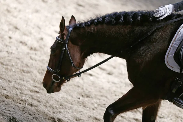 Retrato Cerca Del Caballo Deportivo Doma Con Jinete Desconocido Retrato — Foto de Stock