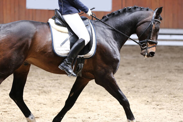 Portrait close up of dressage sport horse with unknown rider.Sport horse portrait during dressage competition under saddle