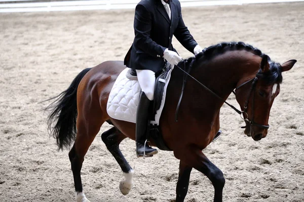 Portrait close up of dressage sport horse with unknown rider.Sport horse portrait during dressage competition under saddle