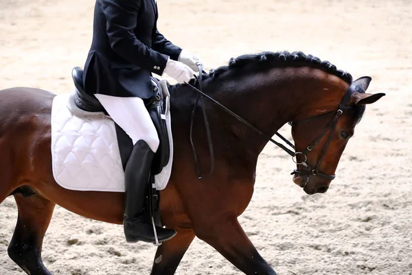 Portret Zbliżenie Ujeżdżenia Konia Sportowego Nieznany Rider Portret Koni Sport — Zdjęcie stockowe