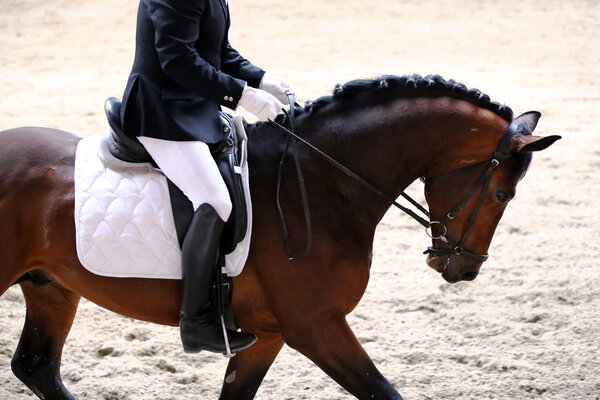 Portrait close up of dressage sport horse with unknown rider.Sport horse portrait during dressage competition under saddle