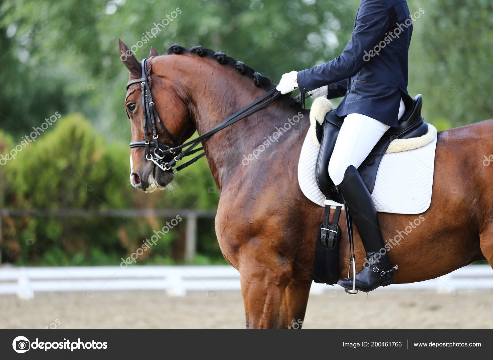 cavalo pulando, pulando, equestre, cavalo, concorrência, equitação