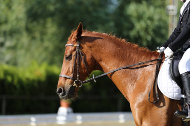 Terbiye spor at bilinmeyen binici ile yakın çekim portre. Spor at portre terbiye rekabet altında eyer sırasında