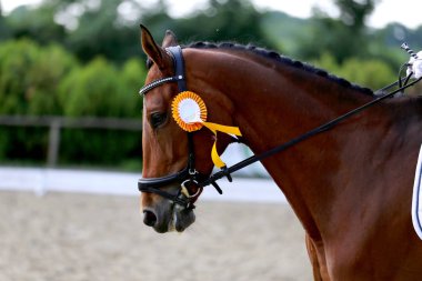 Spor at portre terbiye rekabet altında eyer sırasında. Bilinmeyen yarışmacı yere sürme kapalı terbiye horse etkinliğinde rides