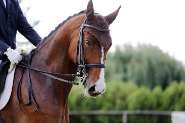 Spor at portre terbiye rekabet altında eyer sırasında. Bilinmeyen yarışmacı yere sürme kapalı terbiye horse etkinliğinde rides